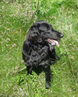 Flat Coated Retriver Kora